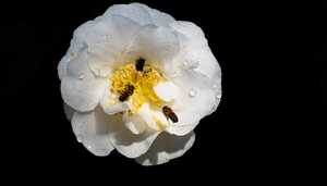 bees in a white flower bees in a white flower