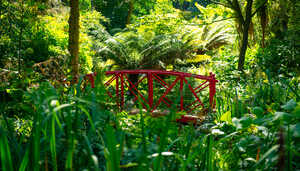 red bridge at abbotsbury subtropical gardens red bridge at abbotsbury subtropical gardens