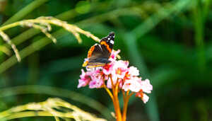butterfly landing on a flower at abbotsbury subtropical gardens butterfly landing on a flower at abbotsbury subtropical gardens
