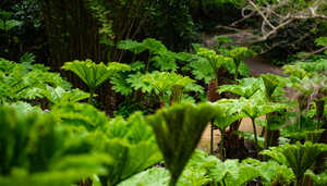 pathway lined with subtropical plant life at abbotsbury pathway lined with subtropical plant life at abbotsbury