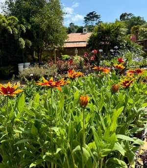 colourful plant life at abbotsbury subtropical gardens